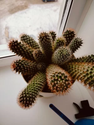 Кактусы цветущие